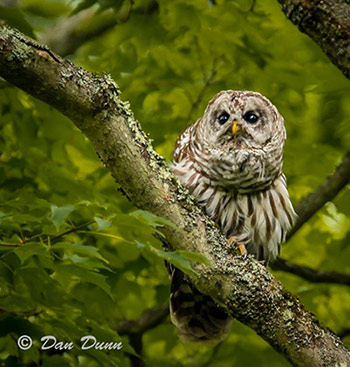 Barred Owl