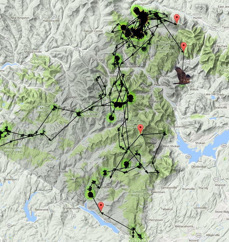 Marie’s position on December 12, 2017 east of Phoenicia in the mid-Catskills. After this date, she went west into PA. She spent a few days there and then went right back to the eastern Catskills.