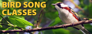 Bird Song Classes