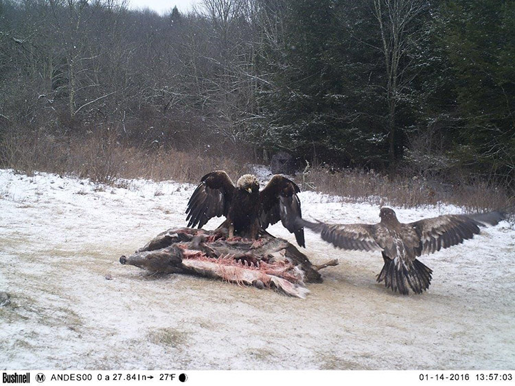 Photo of Marie just before capture on a deer carcass with an immature Bald Eagle nearby that needed to clear off before the capture could be done.