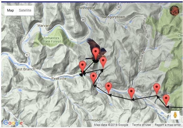 Marie’s flight path in the days after her release in southern Delaware County. January 2016. 