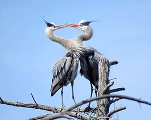 image001_web