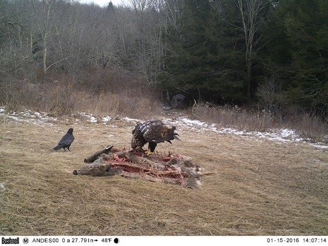 Photo of Marie revisiting the capture site the following day and her transmitter can be seen. Marie remained in the area where captured and returned to the same trap site several times, seemingly not traumatized by the experience.