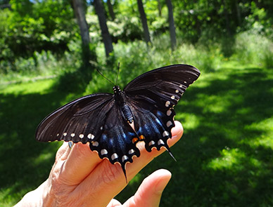 Spicebush Swallowtail